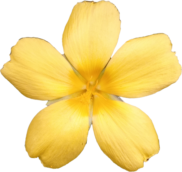 Yellow flower